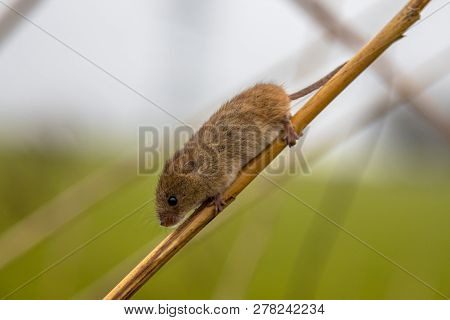 Harvesting Mouse (micromys Minutus) With Prehensile Tail Climbing In Reed (phragmites Australis) In 