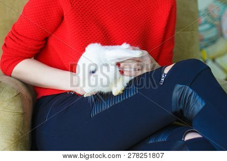 Girl In A Red Sweater Holding A White Rabbit On His Knees Holding His Hands