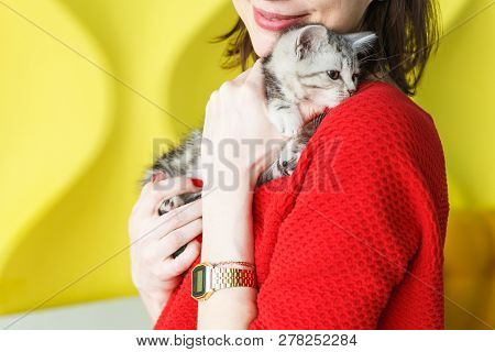 Girl In A Red Sweater Holds A Striped Kitten On Her Hands On A Yellow Background