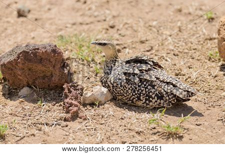 female Yellow-throated sandgrouse (Pterocles gutturalis)