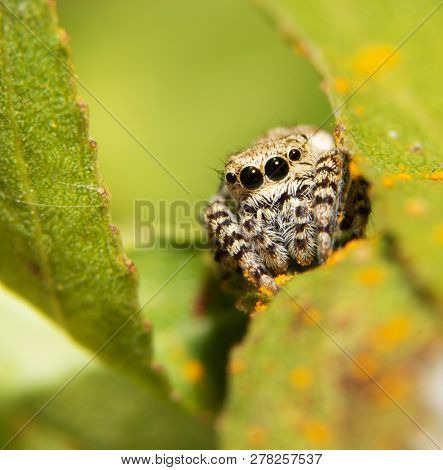 Beautiful little Peppered Jumping spider resting on a Willow leaf