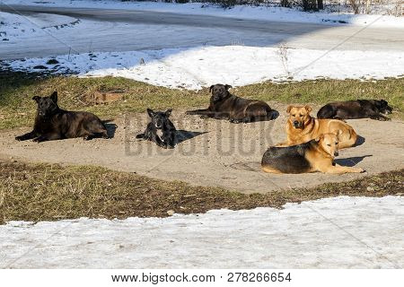 Homeless Dogs In Winter Time Heating On Sanitaryware Well. Stray Dogs Basking On The Sewer Hatch In 