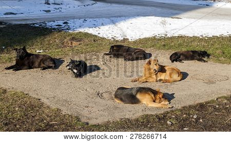 Homeless Dogs In Winter Time Heating On Sanitaryware Well. Stray Dogs Basking On The Sewer Hatch In 