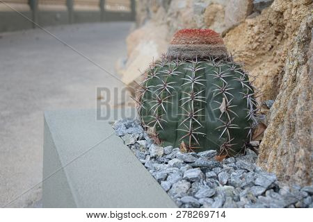 Picture About Cactus Melocactus Zehntneri Planted Near Rocks.