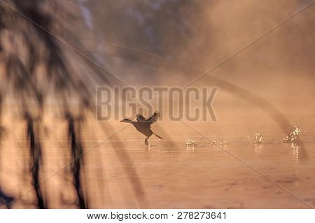 Eurasian Coot (fulica Atra) In Flight. Location: Comana Natural Park, Romania