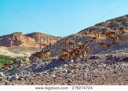Group Of Ovis Ammon Mountain Sheep In A Safari Park On The Island Of Sir Bani Yas, United Arab Emira