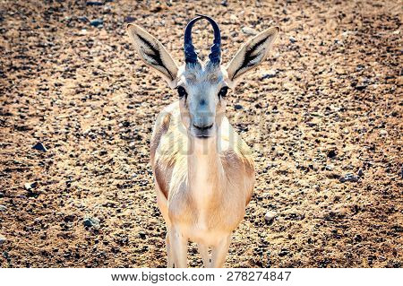 Young Antelope Looks Into The Camera In A Safari Park On The Island Of Sir Bani Yas, United Arab Emi