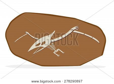 Pterosaurs Bone In Cray Fossil, On White Vector Art Art