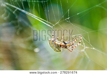 Orb-weaver Spider Araneid Caught A Prey On His Spiderweb And Starting To Tangle It With The Web Thre