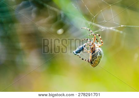 Orb-weaver Spider Araneid Caught A Prey On His Spiderweb And Starting To Tangle It With The Web Thre