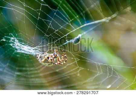 Orb-weaver Spider Araneid Caught A Prey On His Spiderweb And Tangled It With The Web Threads