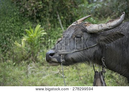 Close Up Water Buffalo On Green Background , Asia Thailand