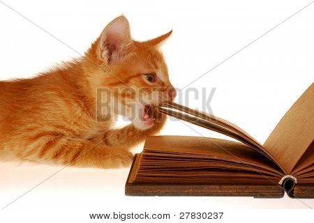 Kitten and the book