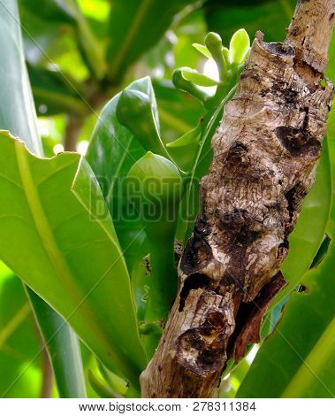 Barringtonia Fruit Close - Up View. Barringtonia Is A Widespread Tree In Coastal Areas In India, Afr