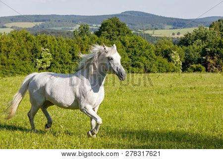 Beautiful White Horse Running In Spring Pasture Meadow On Farm, Countryside Rural Scene