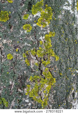 Green Lichen On The Bark Of A Tree