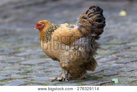 Full Body Of Brown Chicken Hen Standing, Germany