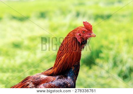 Chicken In A Farm With The Sunlight.