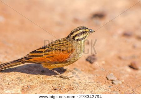 Cape Bunting On The Ground In Kruger National Park, South Africa. A Little Sparrow With Striped Head