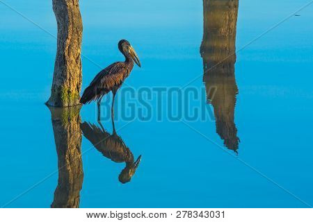 African Openbill Stork On The Ground In Kruger National Park, South Africa. Anastomus Lamelligerus S