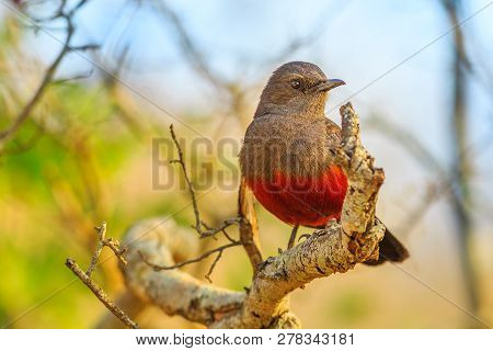Black-red Mocking Cliff Chat On A Tree In Kruger National Park, South Africa. Thamnolaea Cinnamomeiv