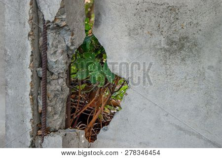 Wild Plants Near An Old Broken Wall With Rusty Fittings