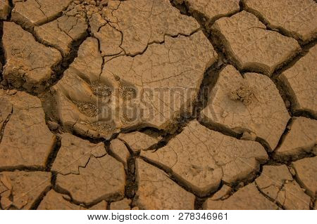 Footprint From The Dog On Dry Waterless Ground