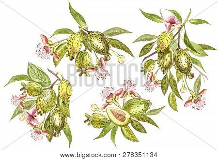 Watercolor Illustration Feijoa Plant. Hand Drawn Watercolor Painting On White Background. Watercolor