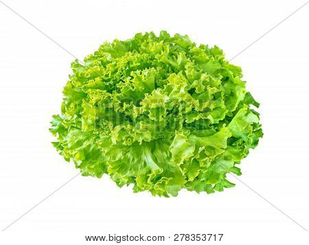 Batavia Lettuce Salad Rosette Isolated On White. Green Leafy Veggie.