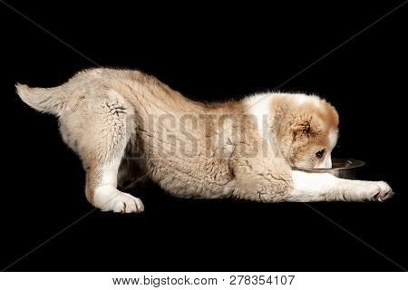 Alabai Puppy Eating