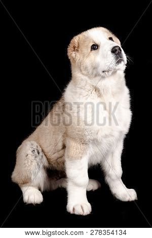 Alabai Puppy Sitting