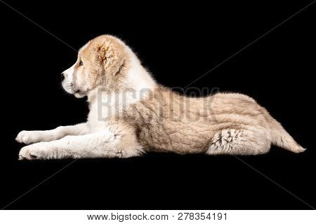 Lying Alabai Puppy Black Background