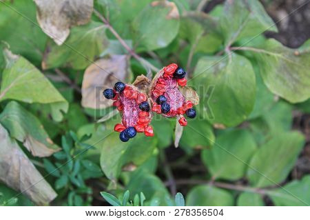 Red Flowers With Blue-black Berries On A Background Of Green Grass Close-up