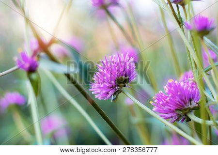 Purple Flower With Beautiful In Forest At Sunlight.