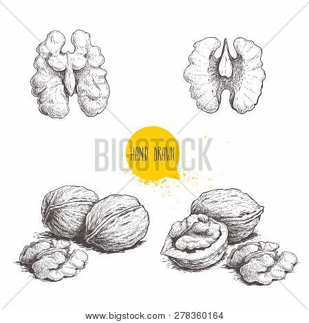 Hand Drawn Sketch Style Walnuts Set.  Single Whole, Half And Walnut Seed. Eco Healthy Food Vector Il