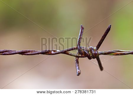 Old Rusty Barbed Wire Fence And Spider Web Were Wet With Rain.