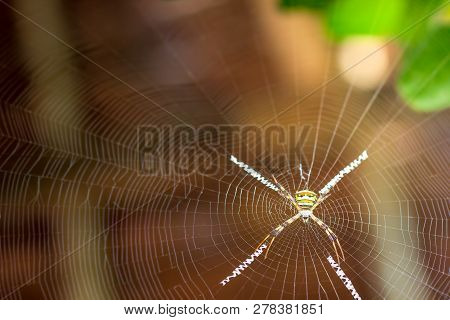 Saint Andrews Cross Spider On Spider Web And Morning Sunlight.