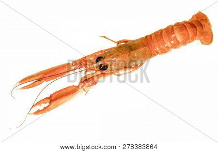 Langoustine , Nephrops Norvegicus, Dublin Bay Prawn Or Norway Lobster Isolated On A White Background