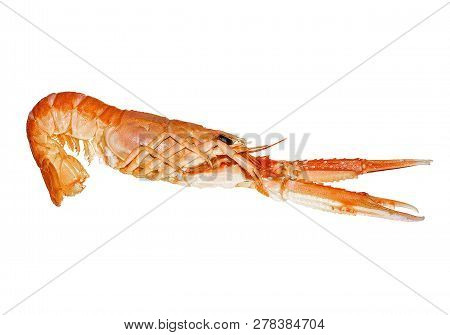 Langoustine , Nephrops Norvegicus, Dublin Bay Prawn Or Norway Lobster Isolated On A White Background