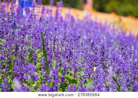 Beautiful Blooming Purple Salvia (blue Sage) Flower Field In Outdoor Garden.blue Salvia Is Herbal Pl
