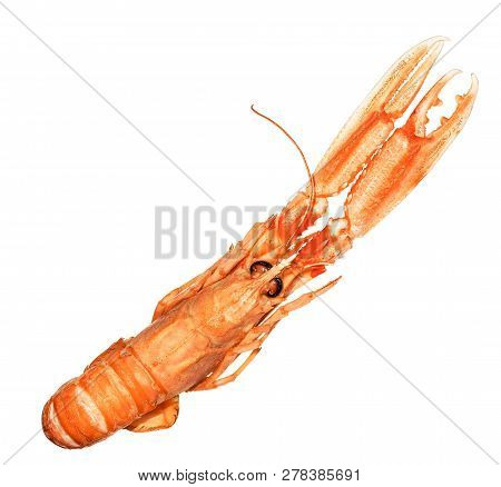 Langoustine , Nephrops Norvegicus, Dublin Bay Prawn Or Norway Lobster Isolated On A White Background