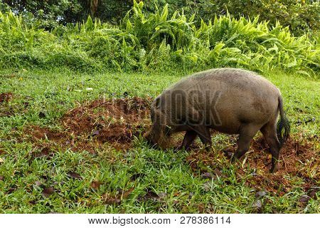 Bearded Pig Digs The Earth On A Green Lawn.