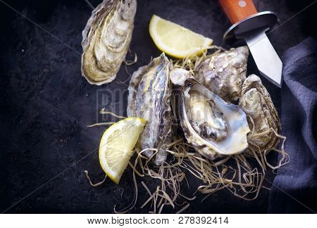 Fresh Oysters close-up with knife, served table with open oysters. Healthy sea food. Oyster dinner in restaurant. Gourmet food. Dark background.