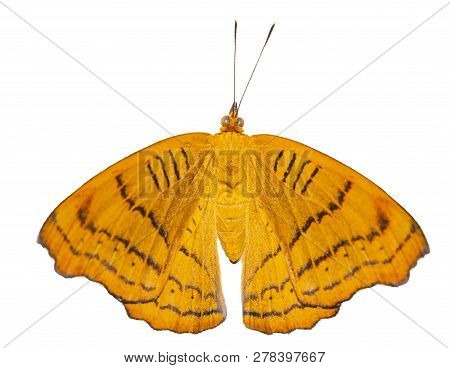 Isolated Tabby Butterfly (pseudergolis Wedah) In Dorsal View On White Background
