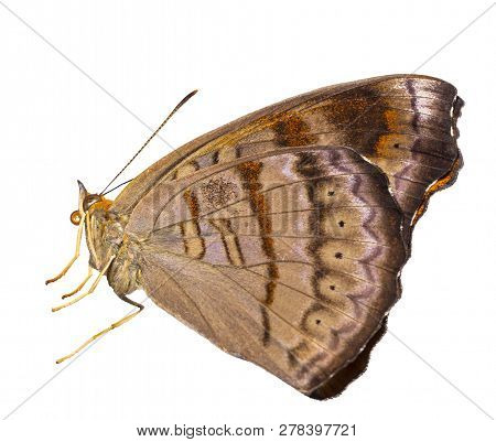 Isolated Tabby Butterfly (pseudergolis Wedah) On White With Clipping \