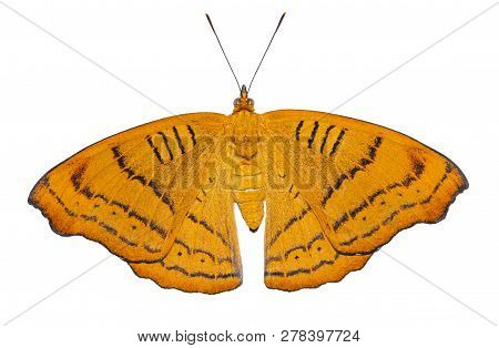 Isolated Tabby Butterfly (pseudergolis Wedah) In Dorsal View On White Background