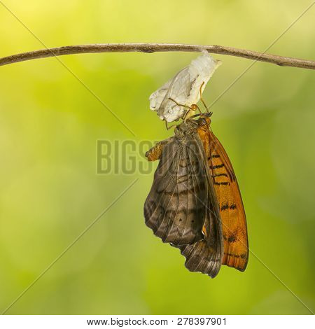 Emerged Tabby Butterfly (pseudergolis Wedah) Hanging On Twig