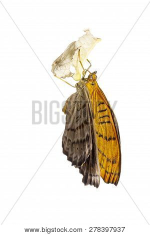 Isolated Emerged Tabby Butterfly (pseudergolis Wedah) On White