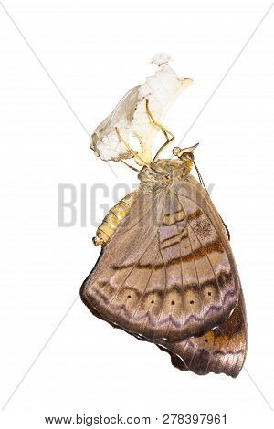 Isolated Emerged Tabby Butterfly (pseudergolis Wedah) On White