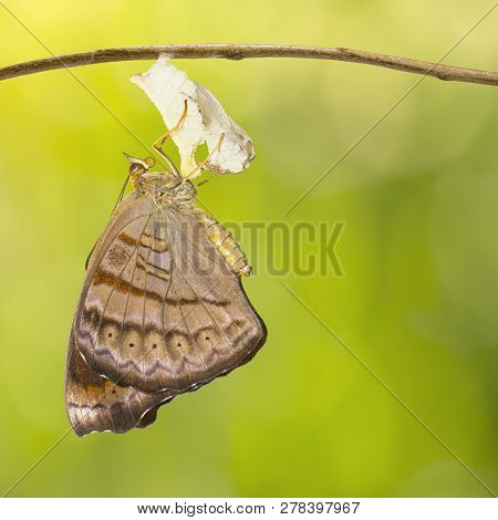 Emerged Tabby Butterfly (pseudergolis Wedah) Hanging On Twig With Green Background, Growth, Transfor